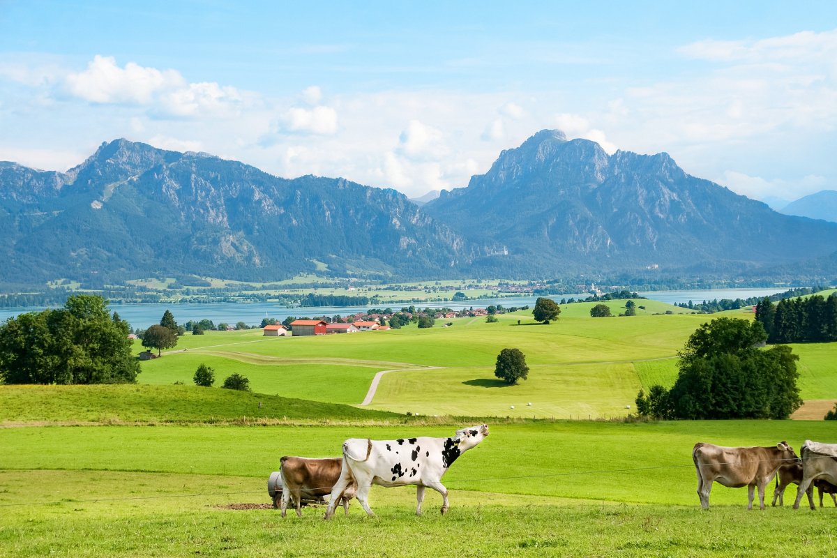 Альпийские Луга коровы Швейцария Альпы