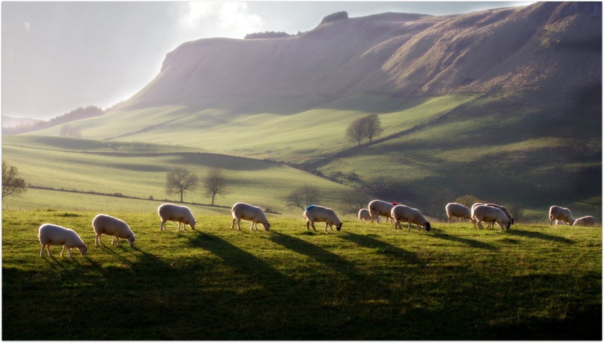 Ланолин овечки Шотландия горы