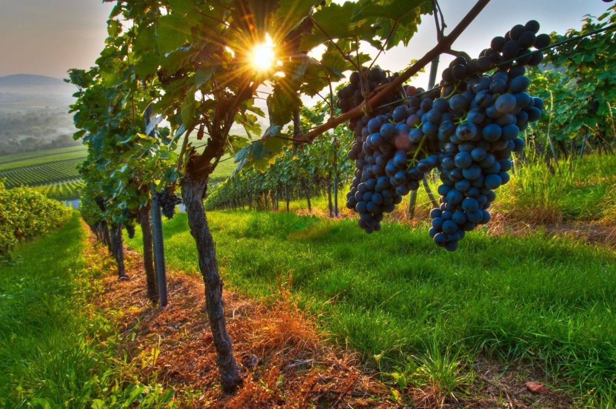 Кахетия Грузия виноградники