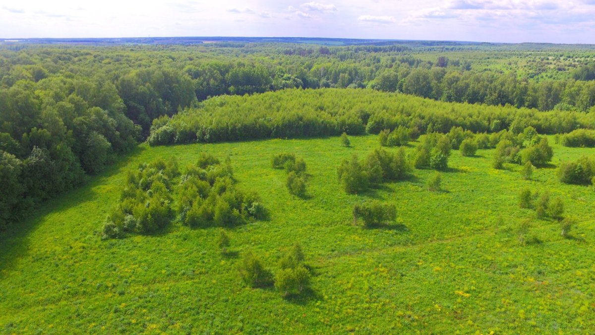 Лесной массив вид с коптера