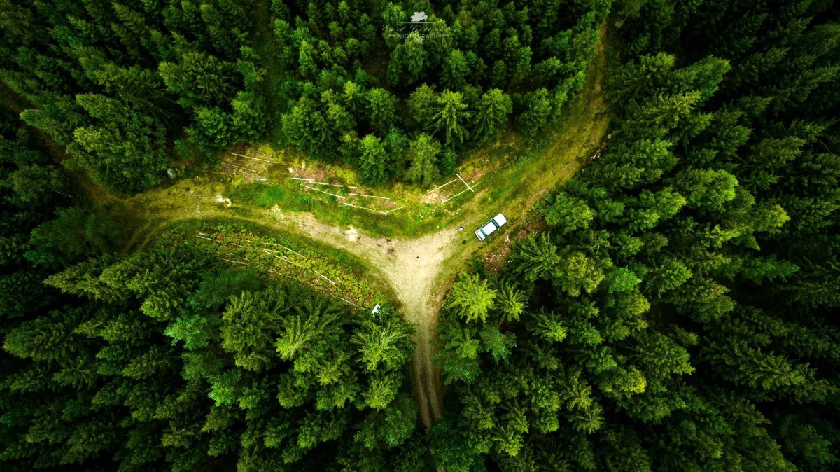 Лесной массив аэрофотосъемка