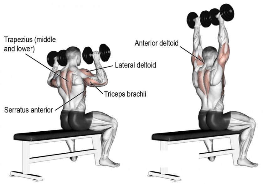 Dumbbell Shoulder Press упражнение