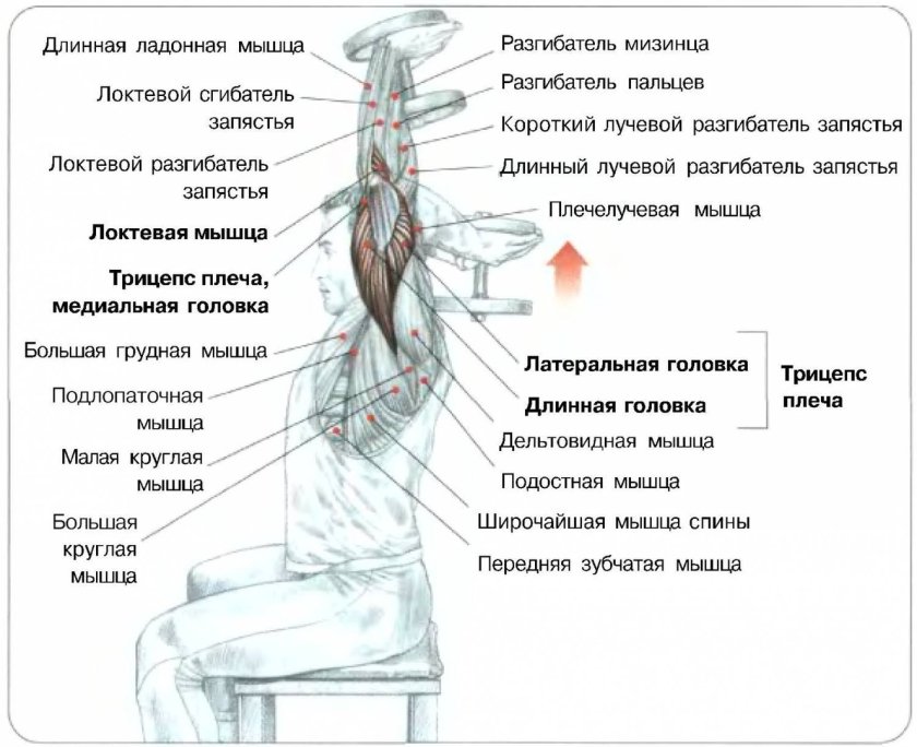 Французский жим стоя с гантелью