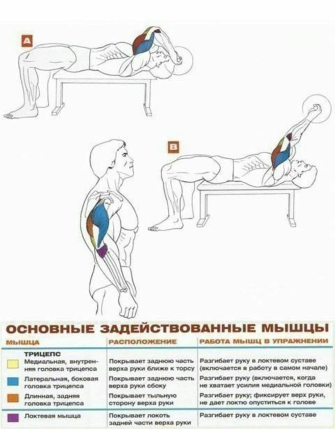 Французский жим мышцы задействованы