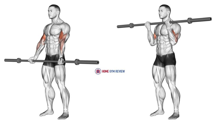 Straight Barbell Curls