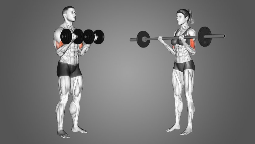 Barbell Bicep Curls