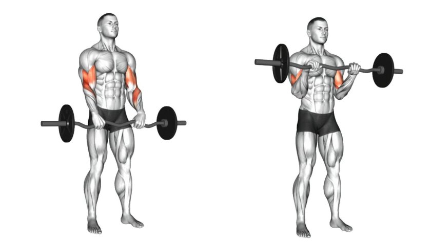 Barbell Preacher Curl