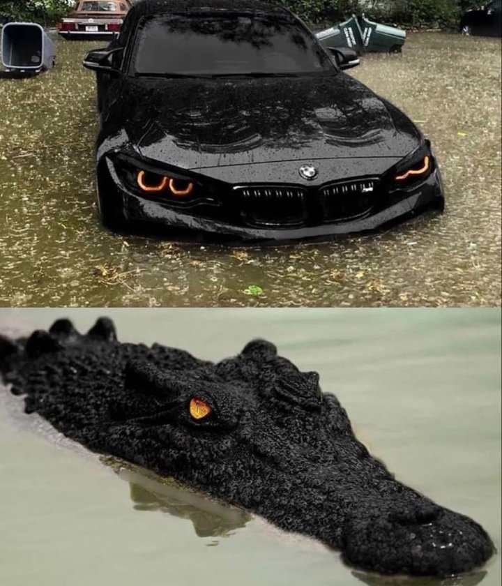Крокодилы для авто