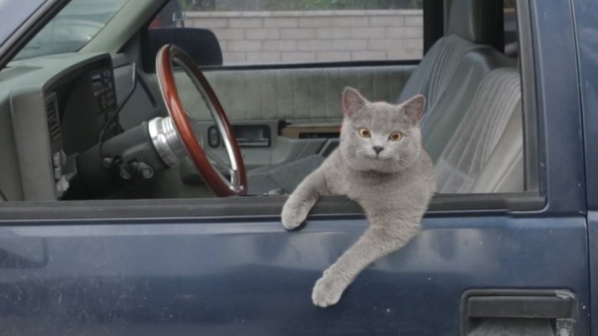 Смешной кот за рулем