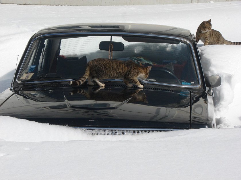 Кошка в автомобиле