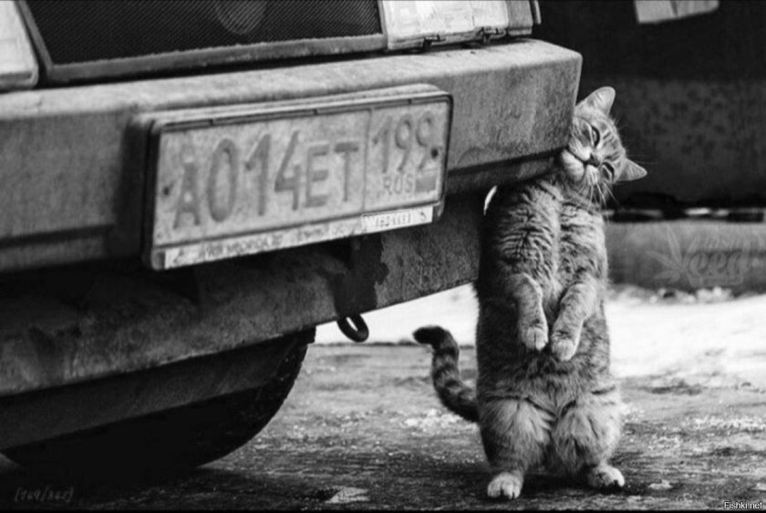 Котики под машиной