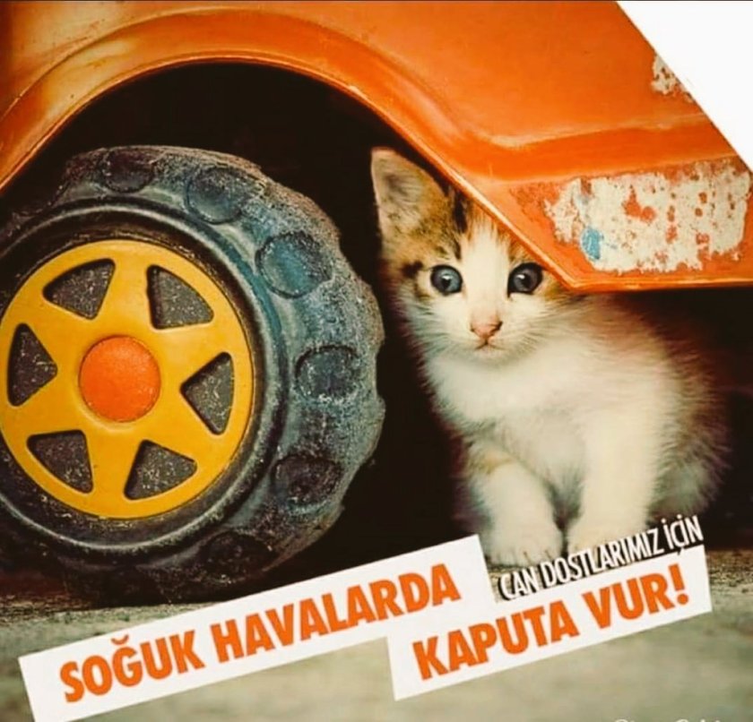 Котенок под машиной
