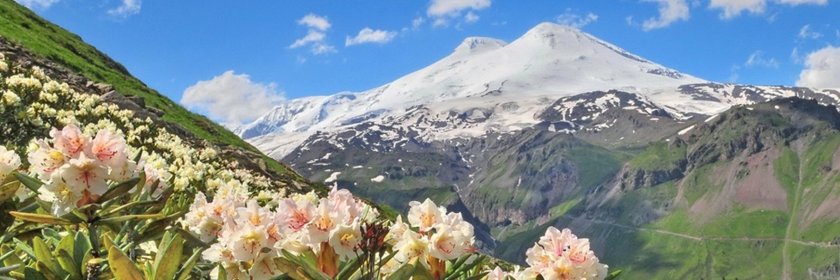 Рододендрон кавказский Приэльбрусье