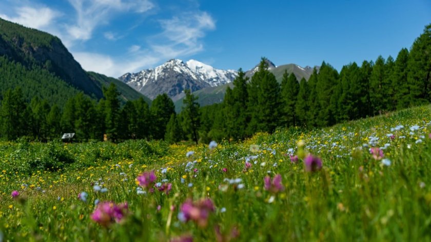 Природа растения