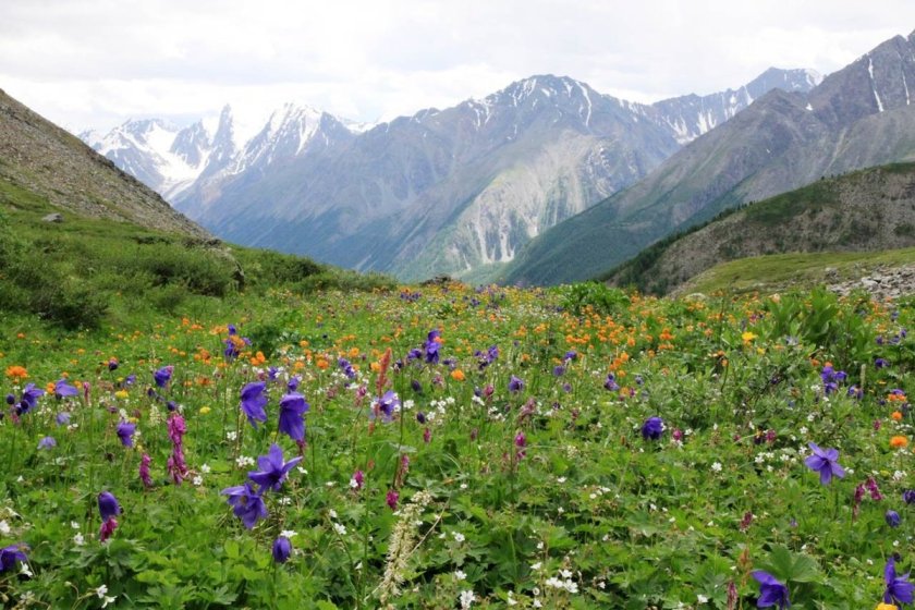 Горы Алтая Альпийские Луга