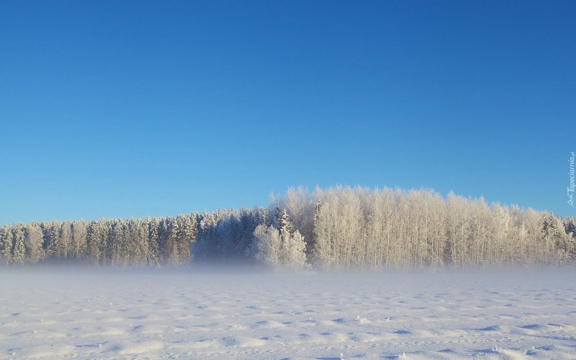 Зимний лес вдалеке