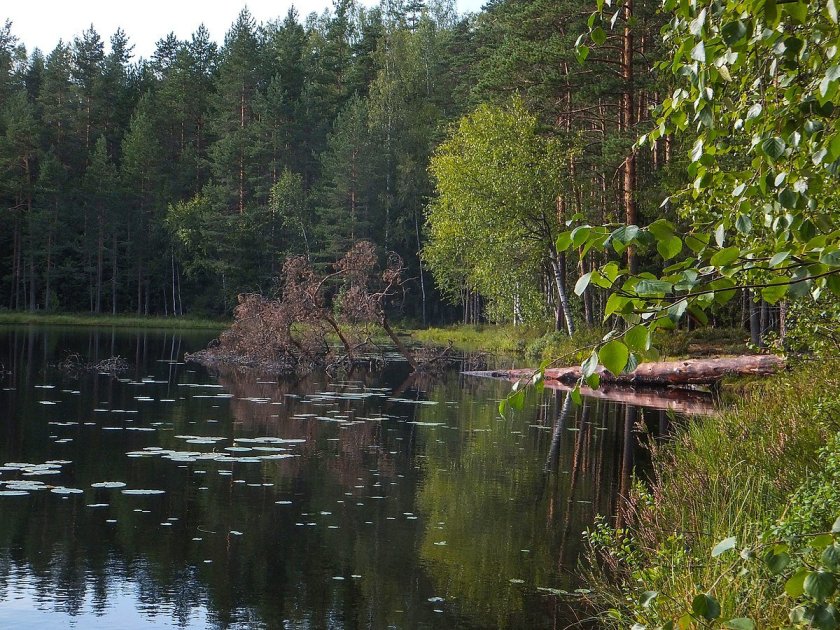 Озеро глухое Лужский район