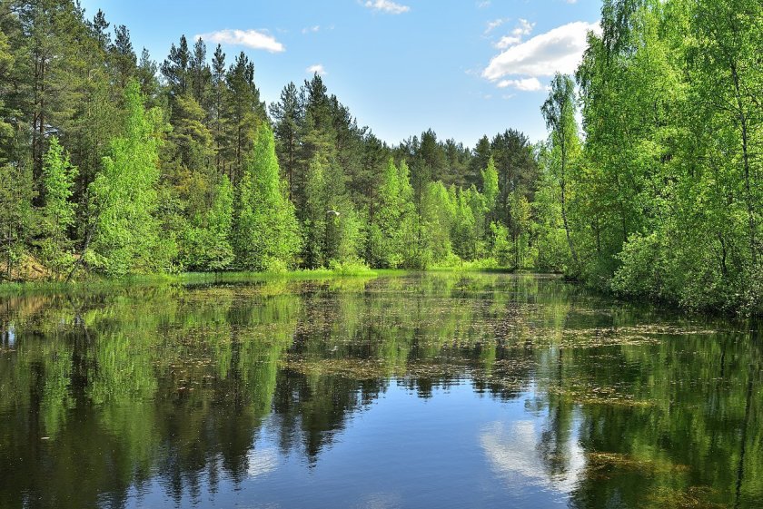 Экотропа Сестрорецкое болото