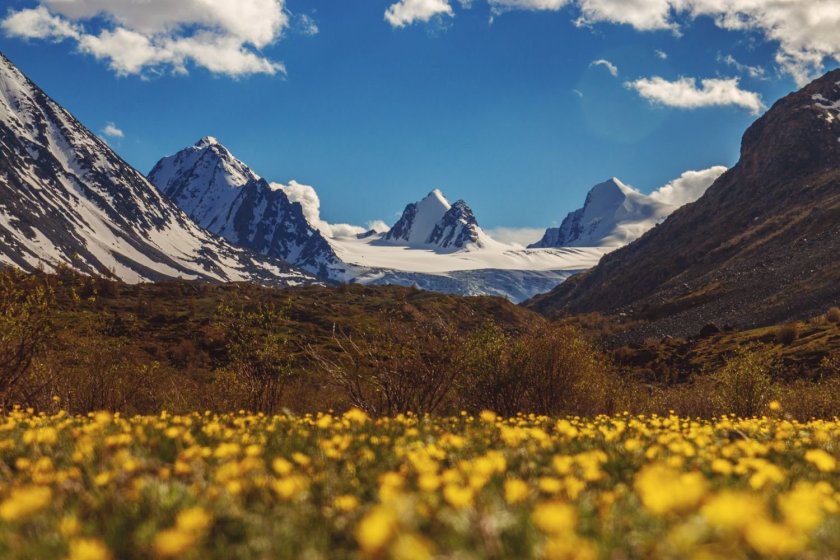 Золотые горы Алтая фото