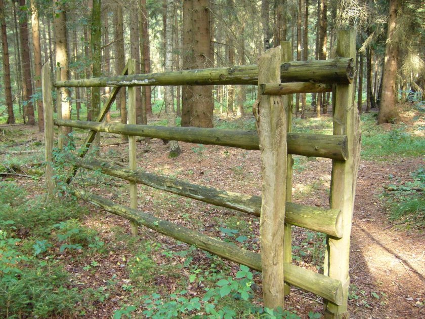 Забор из лесных деревьев