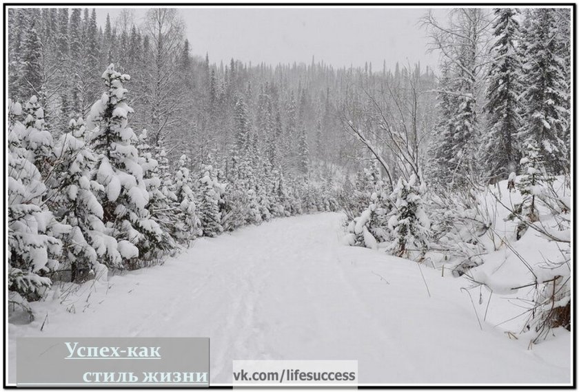 Заснеженная Тайга