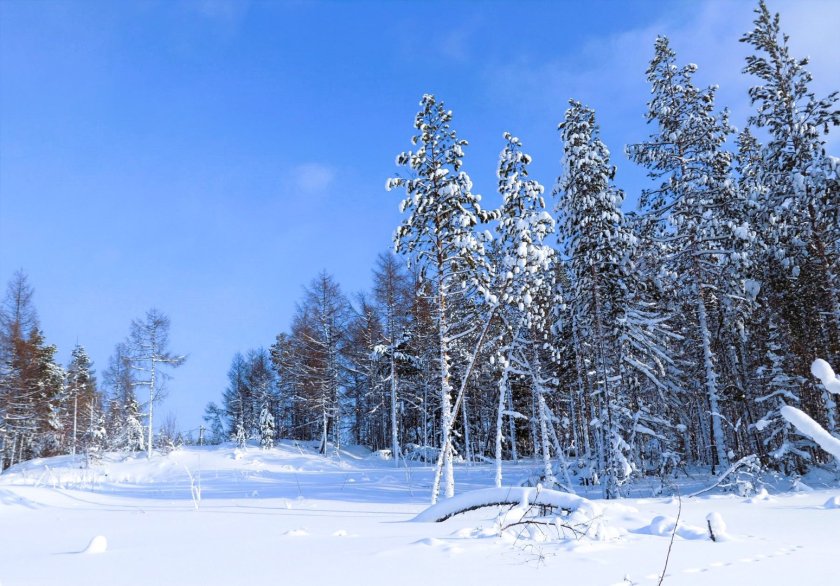 Красота тайги
