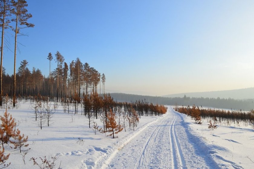 Сибирский лес зимой