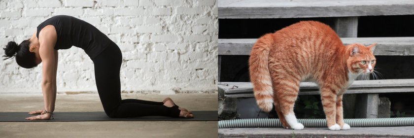 Кот на четвереньках